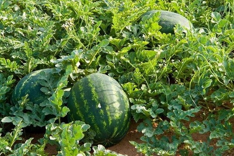 السلطات بجهة درعة تافيلالت تتجه نحو منع زراعة البطيخ الأحمر بزاكورة