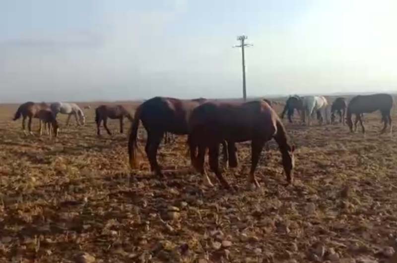  مربو الخيول باليوسفية بين الجفاف وفيروس كورونا يستغيثون ويطالبون الجهات بالتدخل