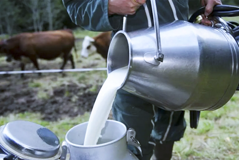 بايتاس يؤكد أن الحكومة تعتزم إطلاق برنامج لدعم سلسلة إنتاج الحليب