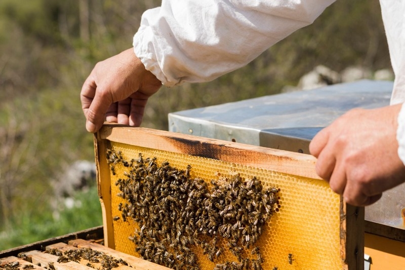 لمواجهة ظاهرة اختفاء النحل.. الحكومة تعتزم إطلاق حملة وطنية لحماية خلايا النحل بالمغرب